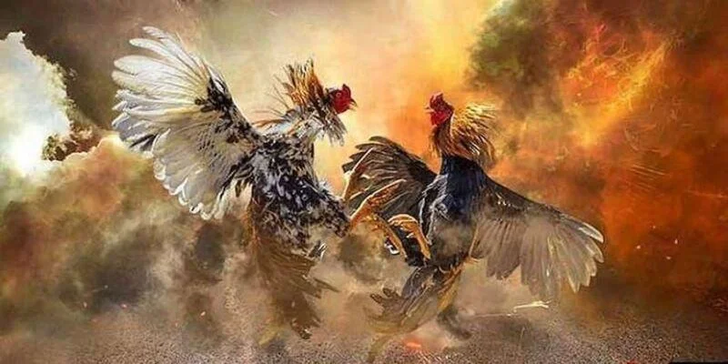 Đá Gà Mỹ luck8 Có Gì Hấp Dẫn Và Cách Theo Dõi Hiệu Quả